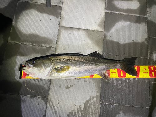 シーバスの釣果