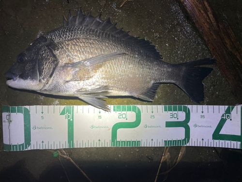 チヌの釣果