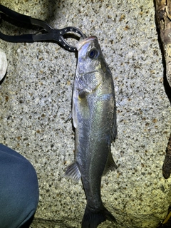 フッコ(マルスズキ)の釣果