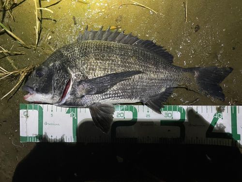 チヌの釣果
