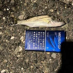 セイゴ（マルスズキ）