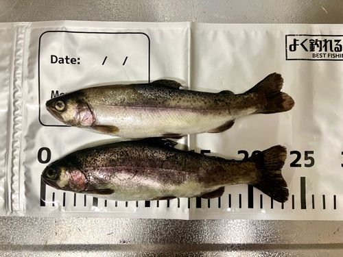 ニジマスの釣果