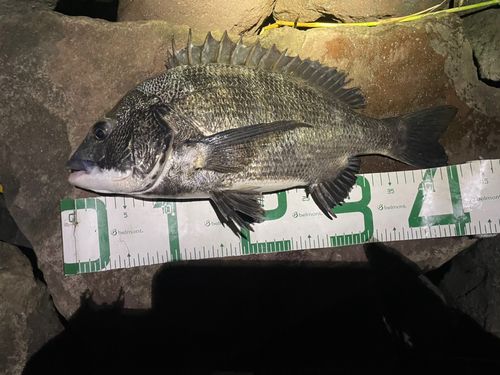 チヌの釣果