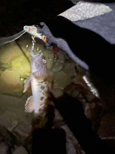 ハゼの釣果