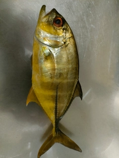 メッキの釣果