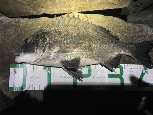 チヌの釣果