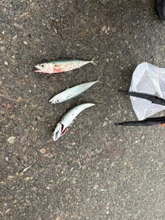 サバの釣果