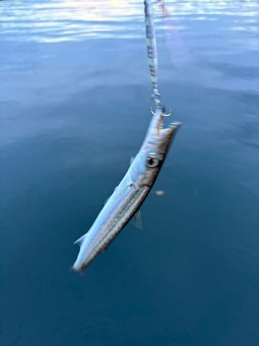 カマスの釣果