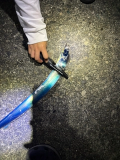 タチウオの釣果