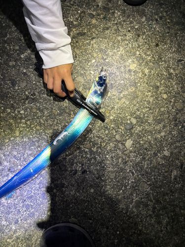 タチウオの釣果