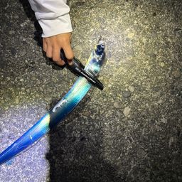 タチウオ