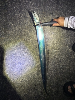 タチウオの釣果