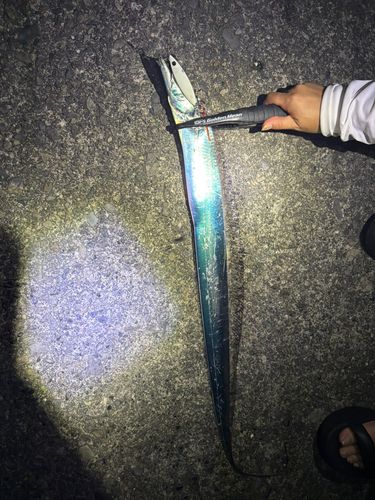 タチウオの釣果