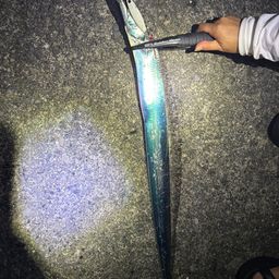 タチウオ