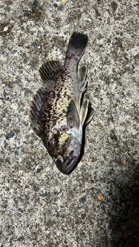 メバルの釣果