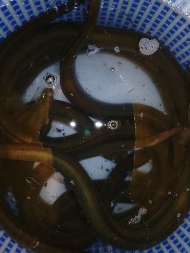 ウナギの釣果