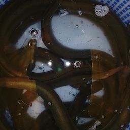 ウナギ