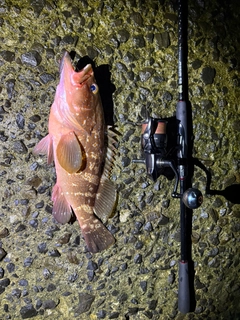 アコウの釣果