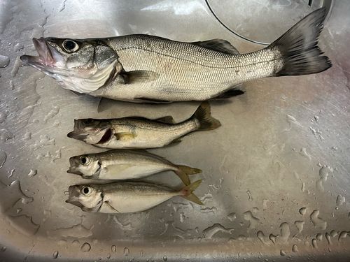 駿河湾