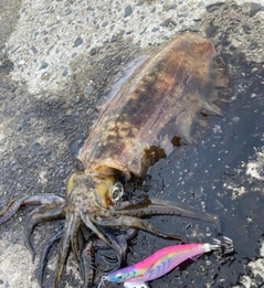 アオリイカの釣果