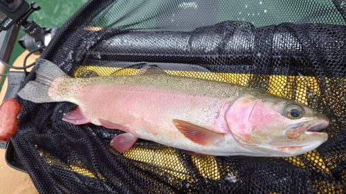 ニジマスの釣果