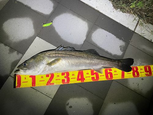 シーバスの釣果