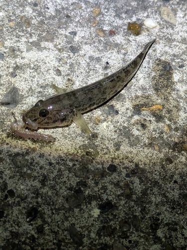 ハゼの釣果