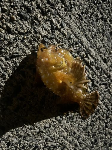 釣果