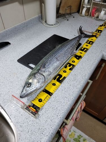 サワラの釣果
