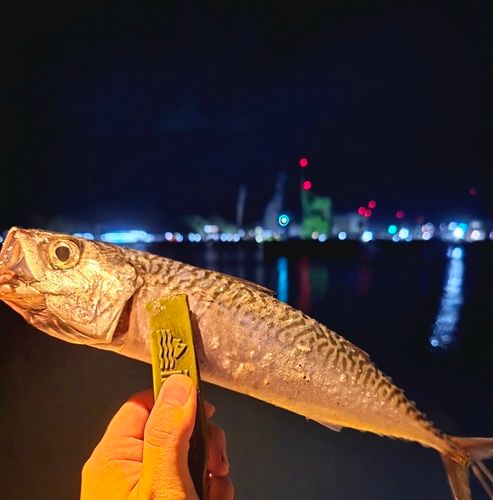 釜石湾
