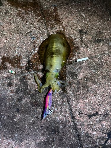 アオリイカの釣果