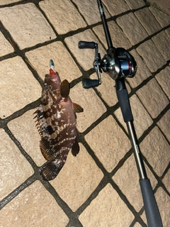 キジハタの釣果