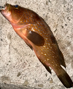 キジハタの釣果