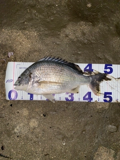 キビレの釣果