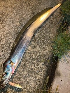 タチウオの釣果