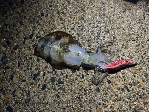 キスの釣果