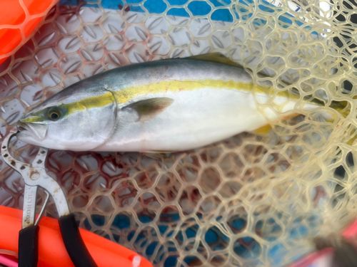 イナダの釣果