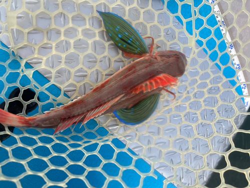 ホウボウの釣果