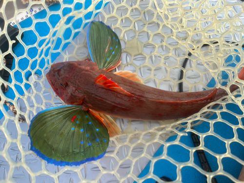 ホウボウの釣果