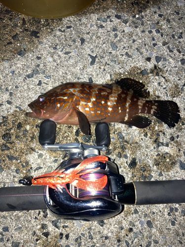 キジハタの釣果
