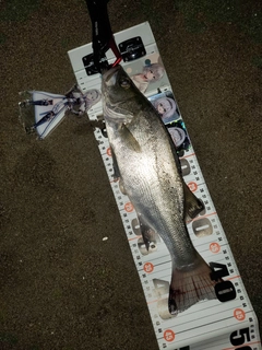 フッコ（ヒラスズキ）の釣果