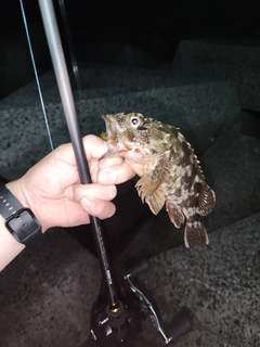ガシラの釣果