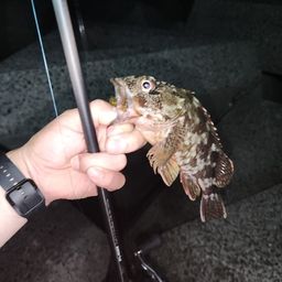 ガシラ