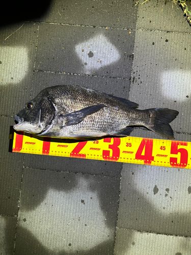 チヌの釣果