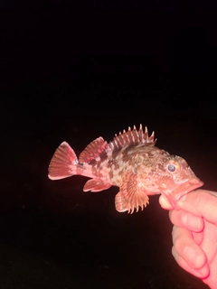 アラカブの釣果