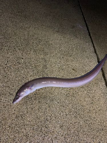 アナゴの釣果