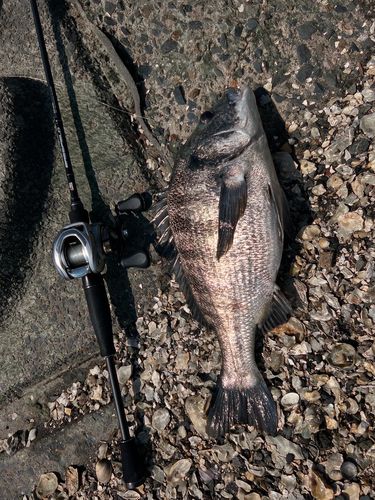 クロダイの釣果
