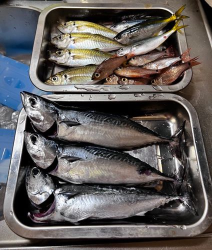 ヒラソウダの釣果