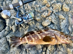 クエの釣果