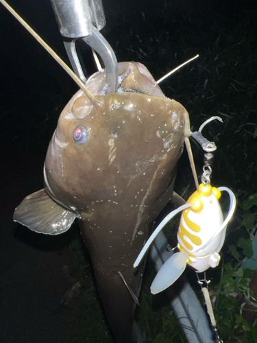 ナマズの釣果